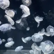 でぶちゅう