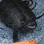 メロ