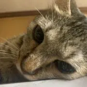 HARERUYAの画像