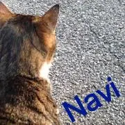 Navi