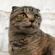マル