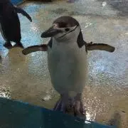 ペンギン☆