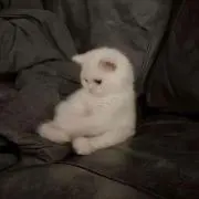はすみの画像