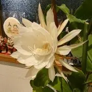 指名