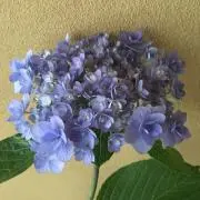 あきこ