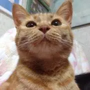 なちょすの画像