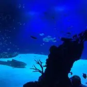 リコ