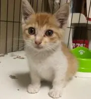 KRの画像