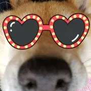 購入前にプロフ必読♪デイジー♪の画像