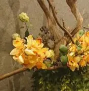akinoの画像
