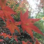 ユキの画像