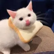 Avoidthecat