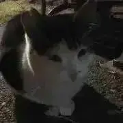 ゆうりの画像