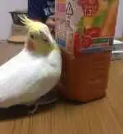 サハの画像