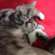 きせき