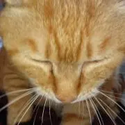 ニャンコ