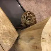 ぽっぽの画像