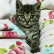 neko-pan