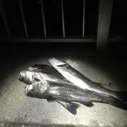 釣り仙人の画像
