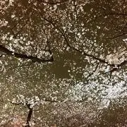 さくら☆プロフィール欄お読みください☆の画像