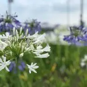 すずの画像