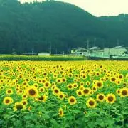まっちゃんの画像