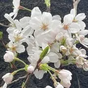 Cherry blossomの画像