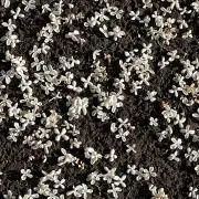 リリー