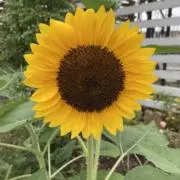 ひまわり