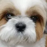 くろちゃんの画像