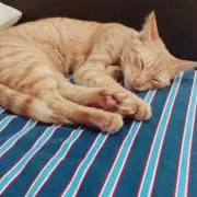 あんな