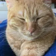 ディーメンの画像