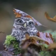 owLの画像