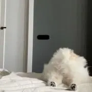 さりこの画像