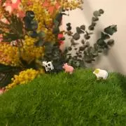 マエの画像
