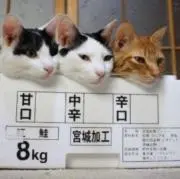 ニャンみの画像