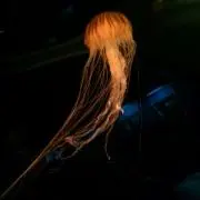 クラゲ