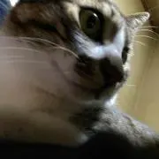 イベリー