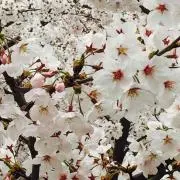 りりー