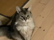 るみ