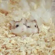 マササマの画像
