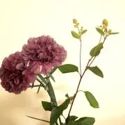 Natの画像