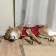 yu-shoの画像