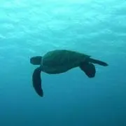 ∞HONU∞