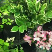 キラッキー