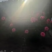こゆきの画像
