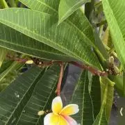 cocoの画像