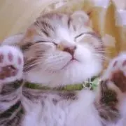 ねこすけの画像