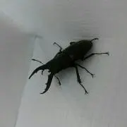 める
