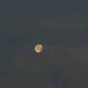 抹茶の画像